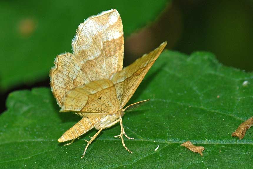 Falena che si atteggia a farfalla diurna - Cepphis advenaria